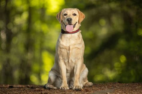 Top 10 Friendliest Dog Breeds Ridgemont Animal Hospital Rochester Vets