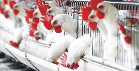 How To Start A Poultry Farm Business In Nigeria • Nigeria Business Plan