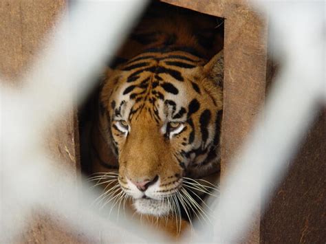 5 Things Tiger King Doesnt Explain About Captive Tigers Stories Wwf
