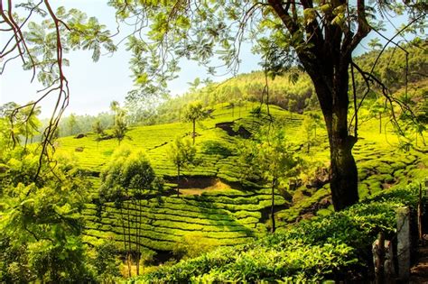Premium Photo Tea Plantations In Munnar Kerala India