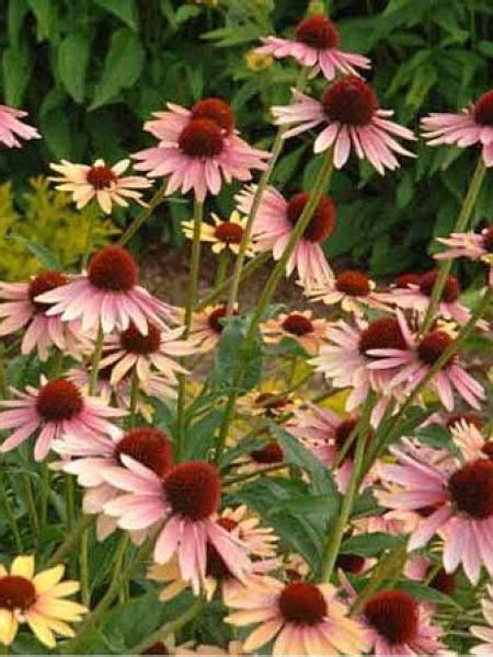 Echinacea 'evening glow' has shown superb vigor and floriferousness in. Rudbeckia pourpre 'Evening Glow' - Echinacea purpurea - Le ...