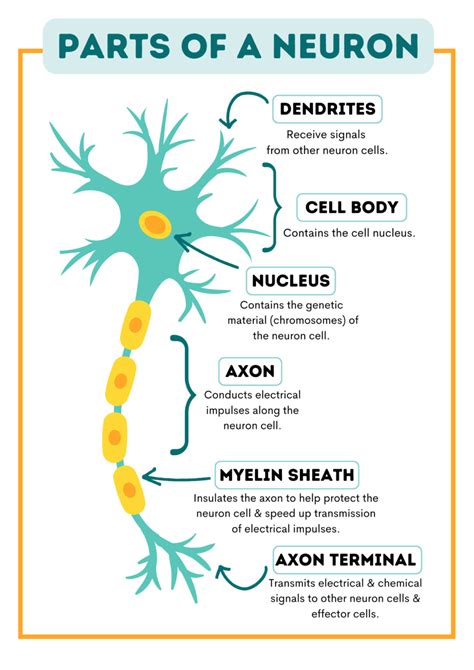 A Helpful Guide To Neuron Anatomy With Diagrams