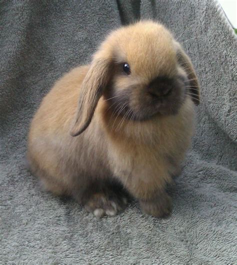 Adorable Holland Lop Baby Bunnies For The Holiday Season