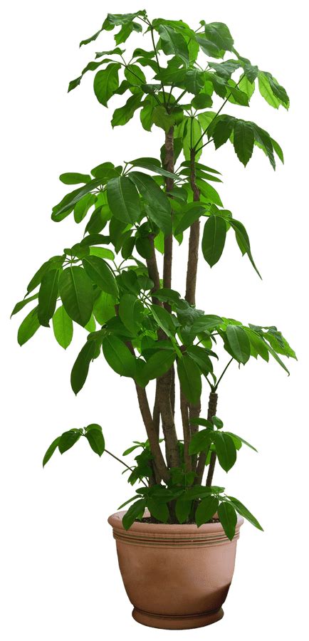 10 Free Plants & Flowers PNG Images- at Dzzyn.com - Green Plant in Planters | Plants, Planting ...