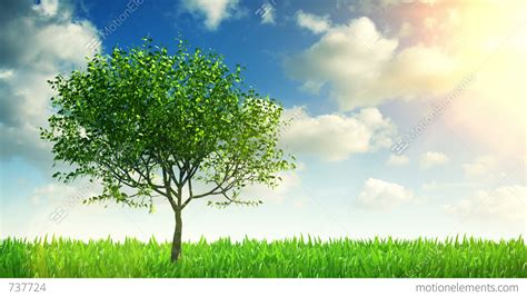 Growing Tree Stock Animation | 737724