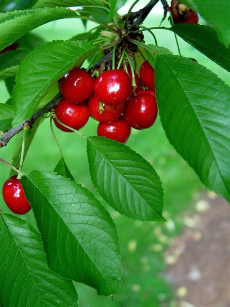 Small, bitter cherries - pennlive.com