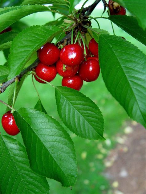 Small Bitter Cherries