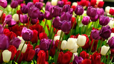 Colorful Floral Tulips Flowers Plants 4k Hd Flowers Wallpapers Hd