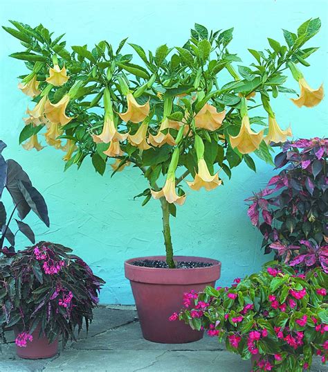 The plants grow quickly into a large shrub or small tree, up to 15 feet or more. Trees Planet: Brugmansia suaveolens - Angel's Trumpet