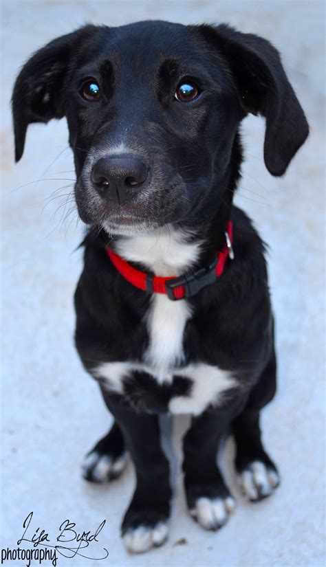 Sadie Is An Adorable Little Black Lab Mix And A Pure Joy To Have Around
