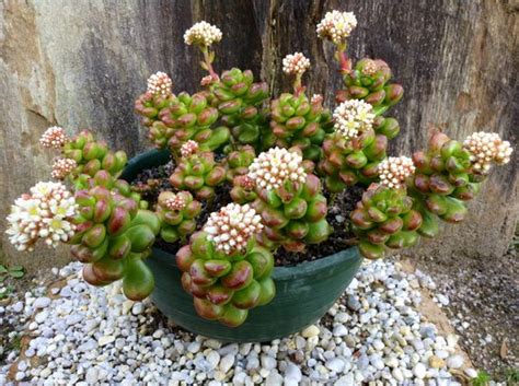 A little stress from not quite. SEDUM LUCIDUM Round Leaf. | Cacti, Sedums & Succulents ...