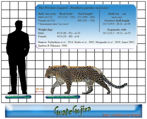 Leopard V Mexican Jaguar Page 2 Carnivora