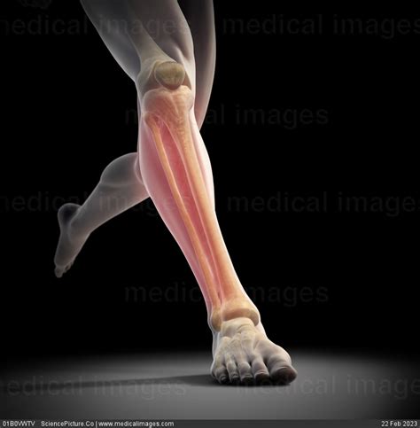 Stock Image Anatomical Model Running With Bones Highlighted Showing