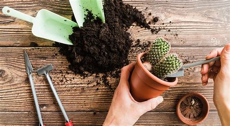 Notocactus mix variety mixed parodia rare cactus cacti flowering seed 50 seeds : Can Cacti And Succulents Be Planted Together? - BackGarden.org