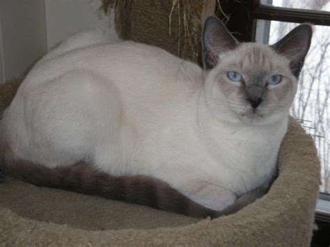 Siamese Kittens Seal Point And Blue Point Males For Sale In Galesburg Michigan Classified