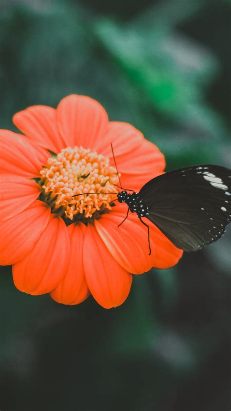 Black Butterfly iPhone Wallpaper - iDrop News