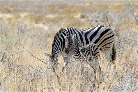 Zebra With Baby Namibia Africa Stock Image Image Of Pattern Wild