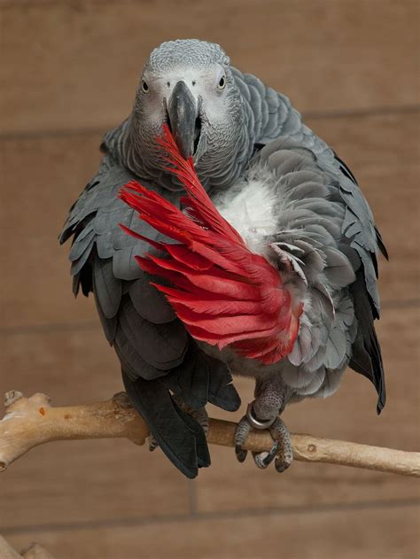 Hd Wallpaper African Grey Parrot Bird Pet Beak Eye Head Exotic