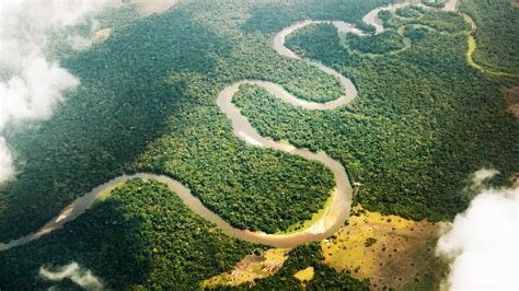 Climate Change Threatens Biodiversity In The Congo Basin Thred Website