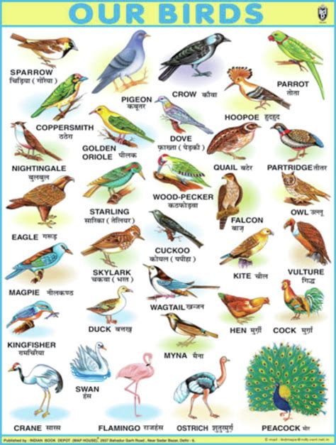 Jumbo Birds Chart For Children Paper Print 40 Inch X 54 Inch Paper