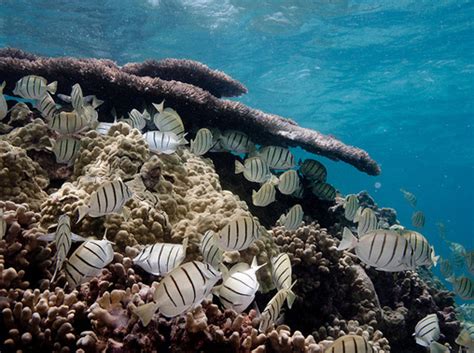 The Worlds Coral Reefs May Become Extinct By 2100 Warn Scientists