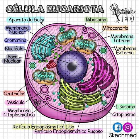 La Celula Eucariota Partes Y Funciones Celula Eucariota Eucariota Images