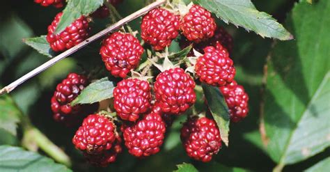 Growing Raspberries A Complete Guide On How To Plant Grow And Harvest