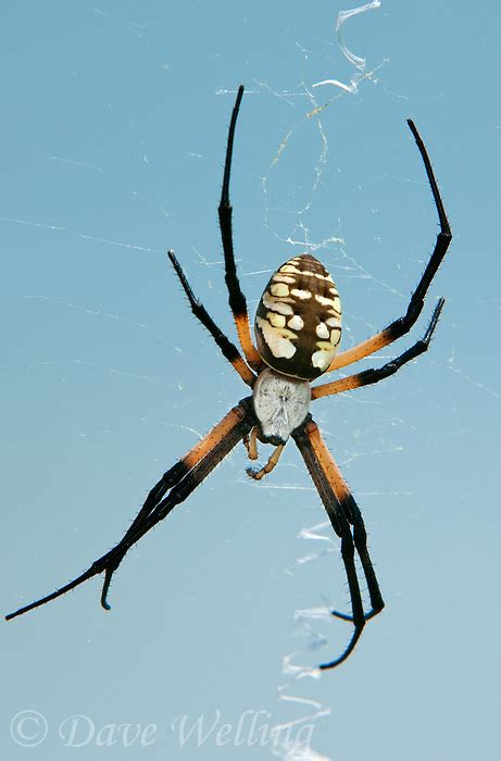 The Yellow Garden Spider Argiope Aurantia Is A Large Common Orb Weaver