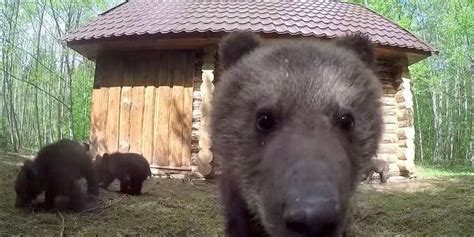 Watch Rescued Bear Cubs Play Outdoors For The First Time Ever The Dodo