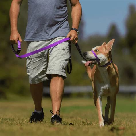 Chi Detiene Di Fatto Un Cane Risponde Dei Danni Causati