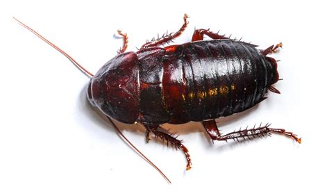 Large Cockroaches In Texas Pest Phobia