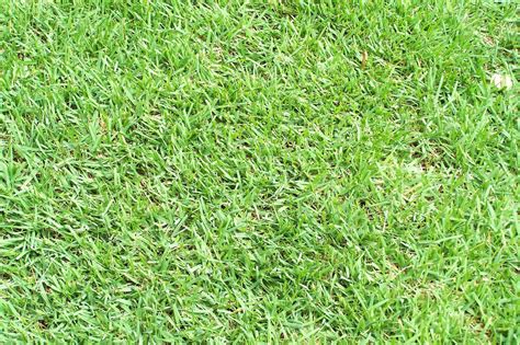 It's an important part of your maintenance work since it prevents compaction and. 4 Best Grass Types for Your Lawn in Charlotte, NC - News And Tips By Robert
