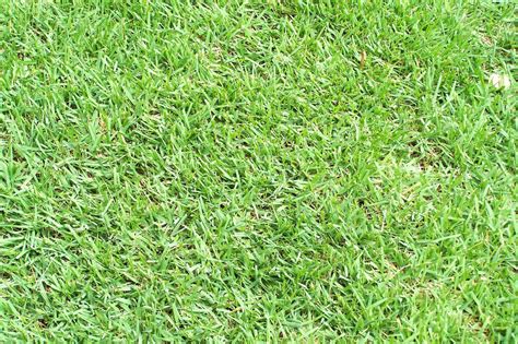 4 Best Grass Types for Your Lawn in Charlotte, NC - News And Tips By Robert