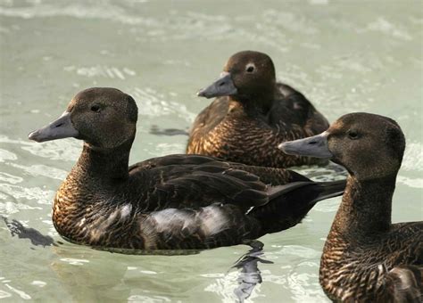 Free Picture Three Steller Eider Females Swimming Together