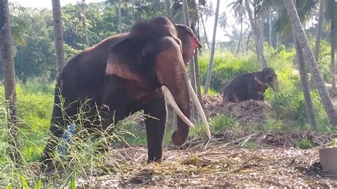 Tusker Sinharaja And Elephant Nalaka සිංහ රාජා ඇතු සහ නාලක අලියාsri