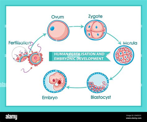 Human Fertilisation And Embryonic Development Diagram Illustration Stock Vector Image And Art Alamy