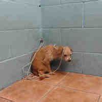 Search for dogs for adoption at shelters near los angeles, ca. Los Angeles County: Downey in Downey, California | Pet ...