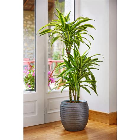 Plantes d'ombre qui vivent sous un arbre. Plante pour appartement