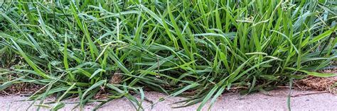 Dallisgrass Control How To Get Rid Of Dallisgrass Solutions Pest And Lawn