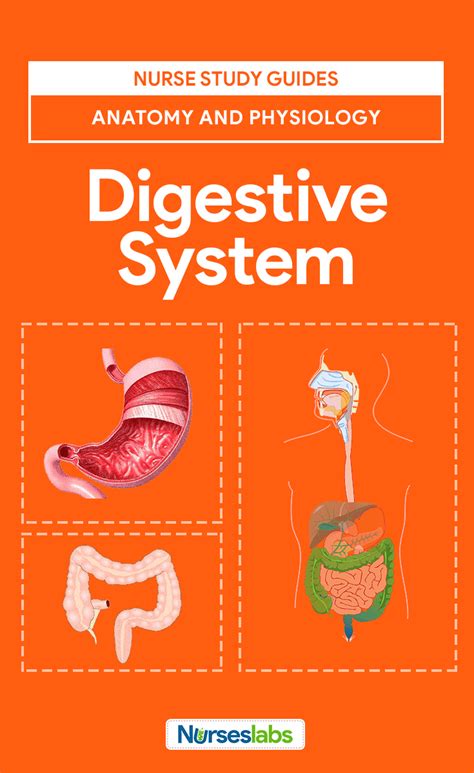 Digestive System Anatomy And Physiology • Nurseslabs