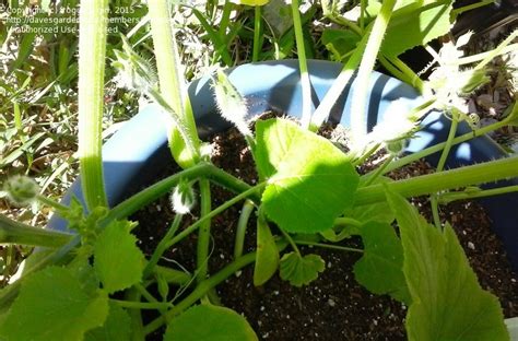 Place one seed in each pot, planted 1 inch deep. PlantFiles Pictures: Kabocha Squash, Japanese Pumpkin ...