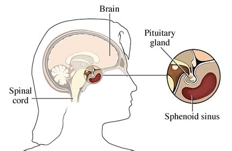 Pituitary Gland Anatomy