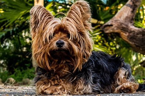 Conheça 8 Raças De Cachorro Mais Populares No Brasil Em 2024 Worldpet