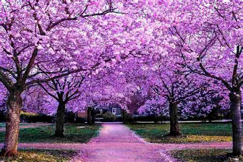 Of The Best Flowering Trees For Your Landscape