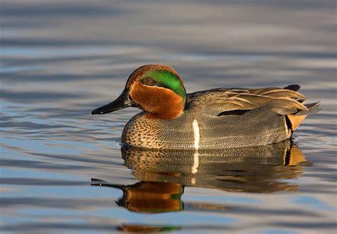 Royalty Free Green Winged Teal Duck Pictures Images And