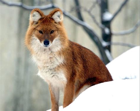 Красный волк Cuon Alpinus Мастерокжжрф — Livejournal