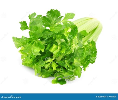 Fresh Green Celery Stock Photo Image Of Leaf Dieting 30554526