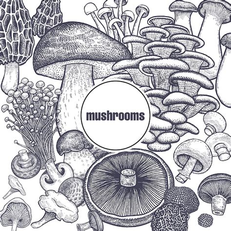 Premium Vector Edible Mushroom Poster
