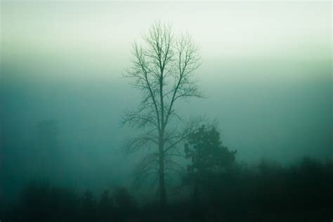 Free Images Tree Nature Fog Mist Sunlight Morning Dawn