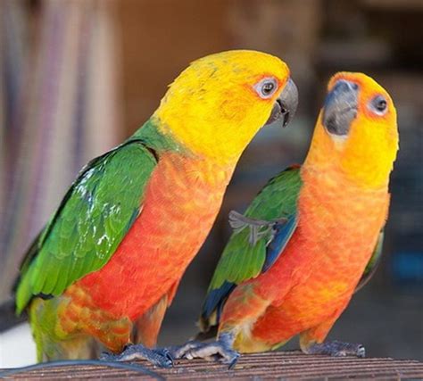 10 Intelligent And Friendly Pet Parrot Species Parrot Parakeet Pet